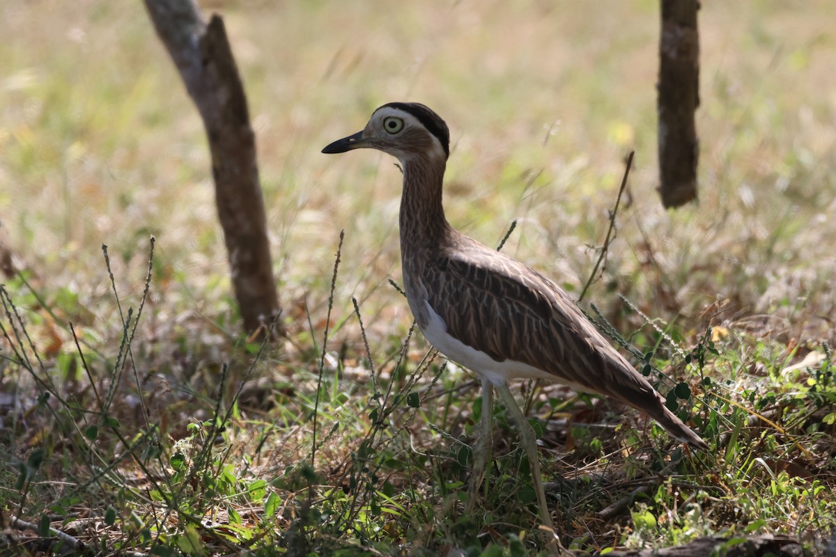 Double-striped Thick-knee - ML612897952