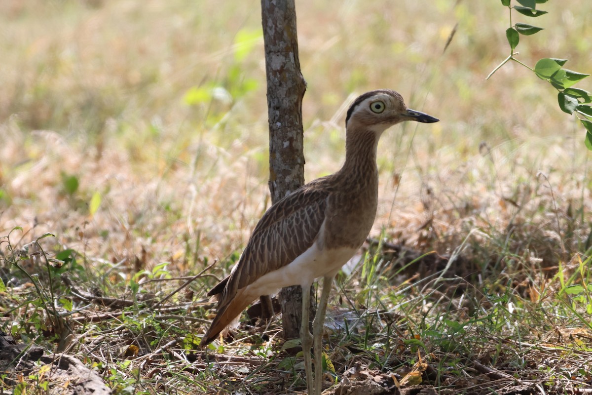 Double-striped Thick-knee - ML612897953
