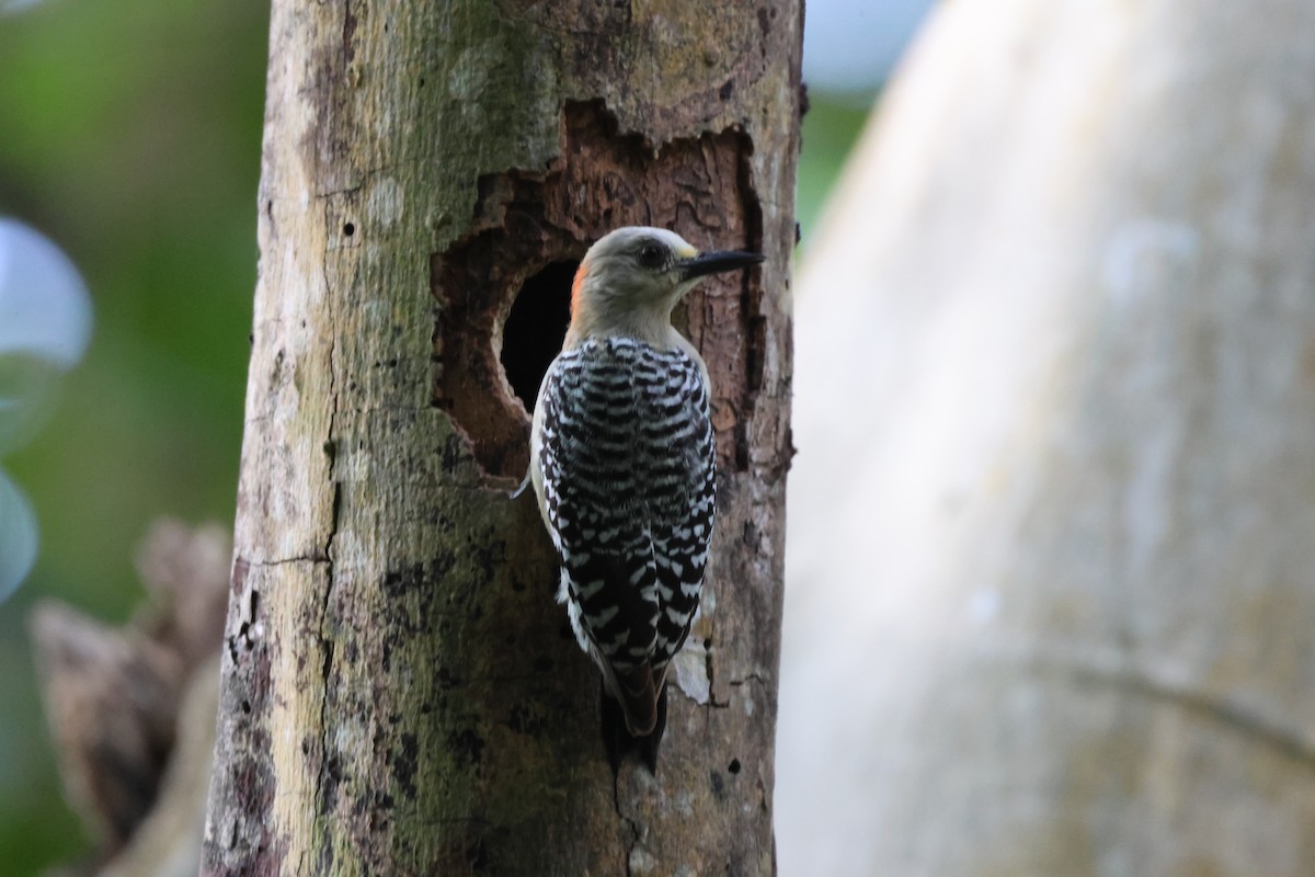 Red-crowned Woodpecker - ML612898005