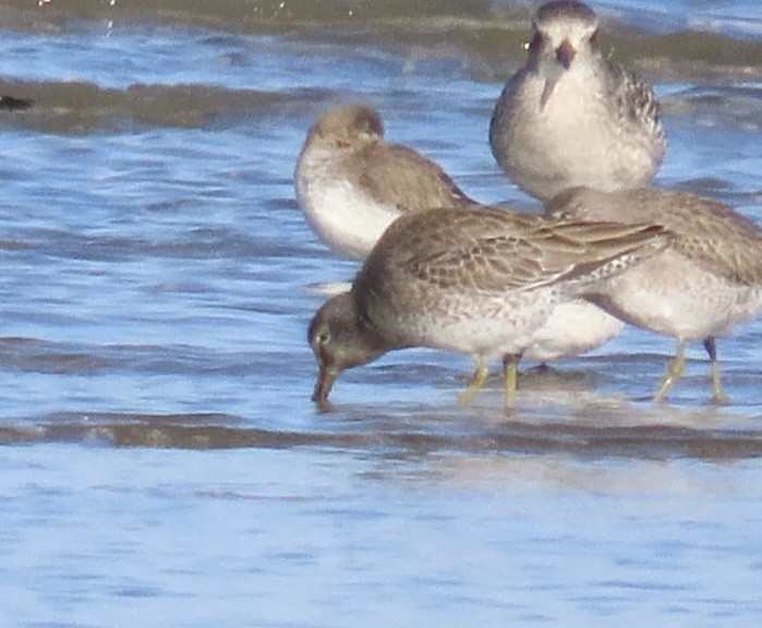 Long-billed Dowitcher - ML612898105