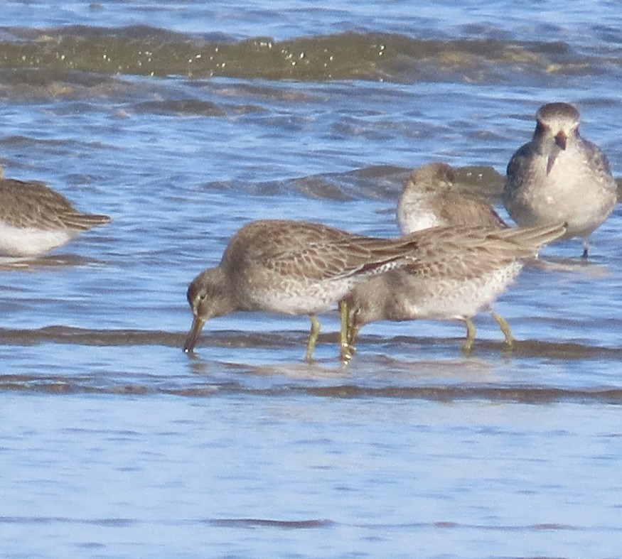 Long-billed Dowitcher - ML612898106
