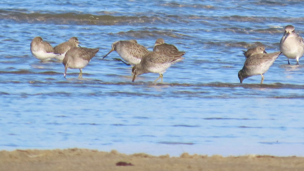 Long-billed Dowitcher - ML612898107