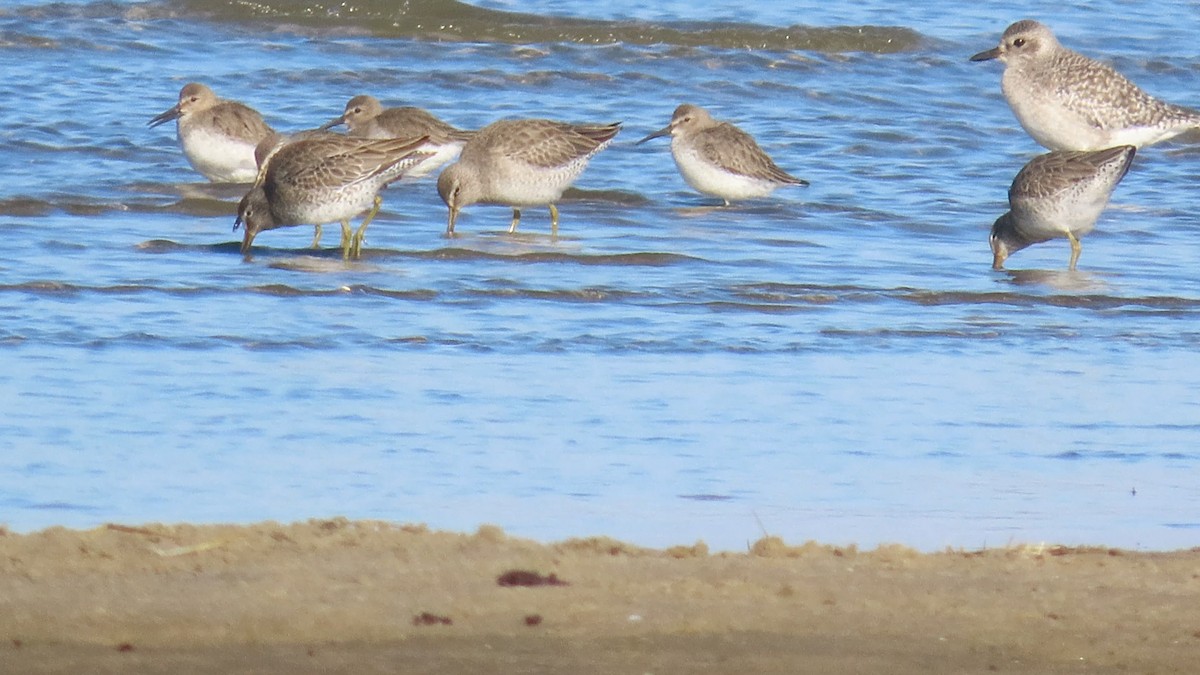 Long-billed Dowitcher - ML612898108