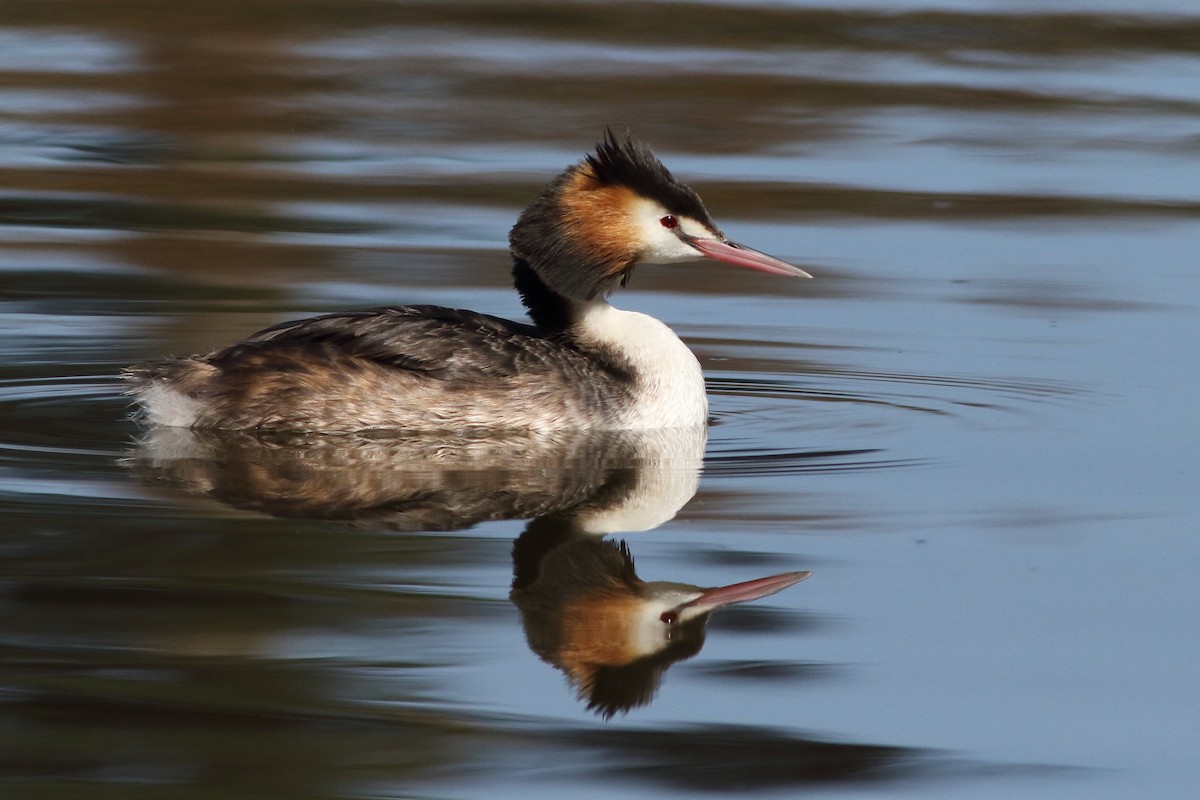 Great Crested Grebe - ML612898303