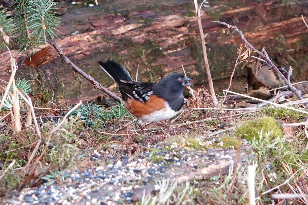 Spotted Towhee - ML612898384