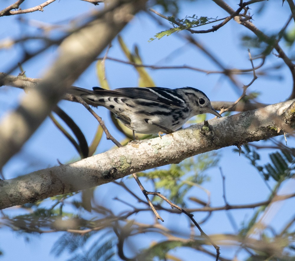 Black-and-white Warbler - ML612898908