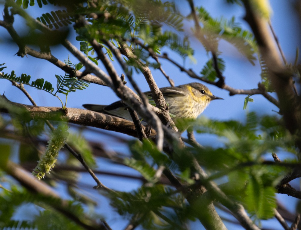 Cape May Warbler - ML612898910