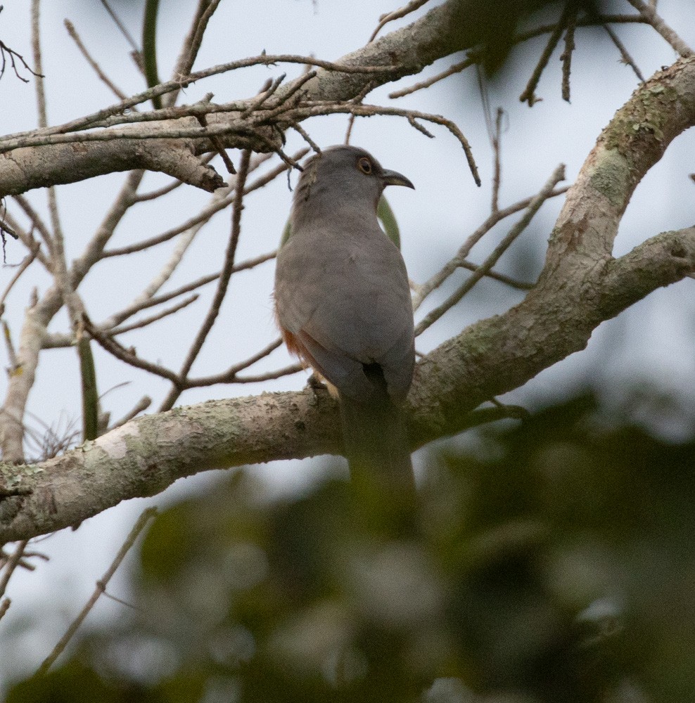 Bay-breasted Cuckoo - ML612898930