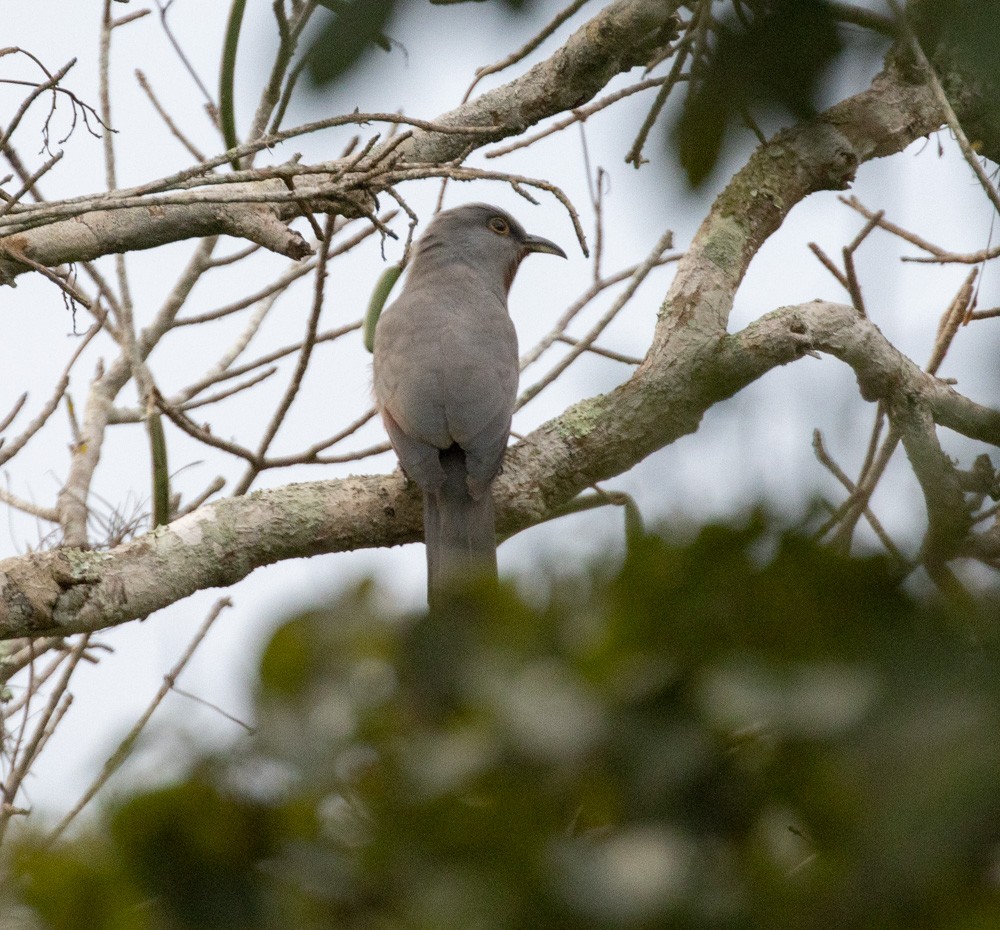 Bay-breasted Cuckoo - ML612898931