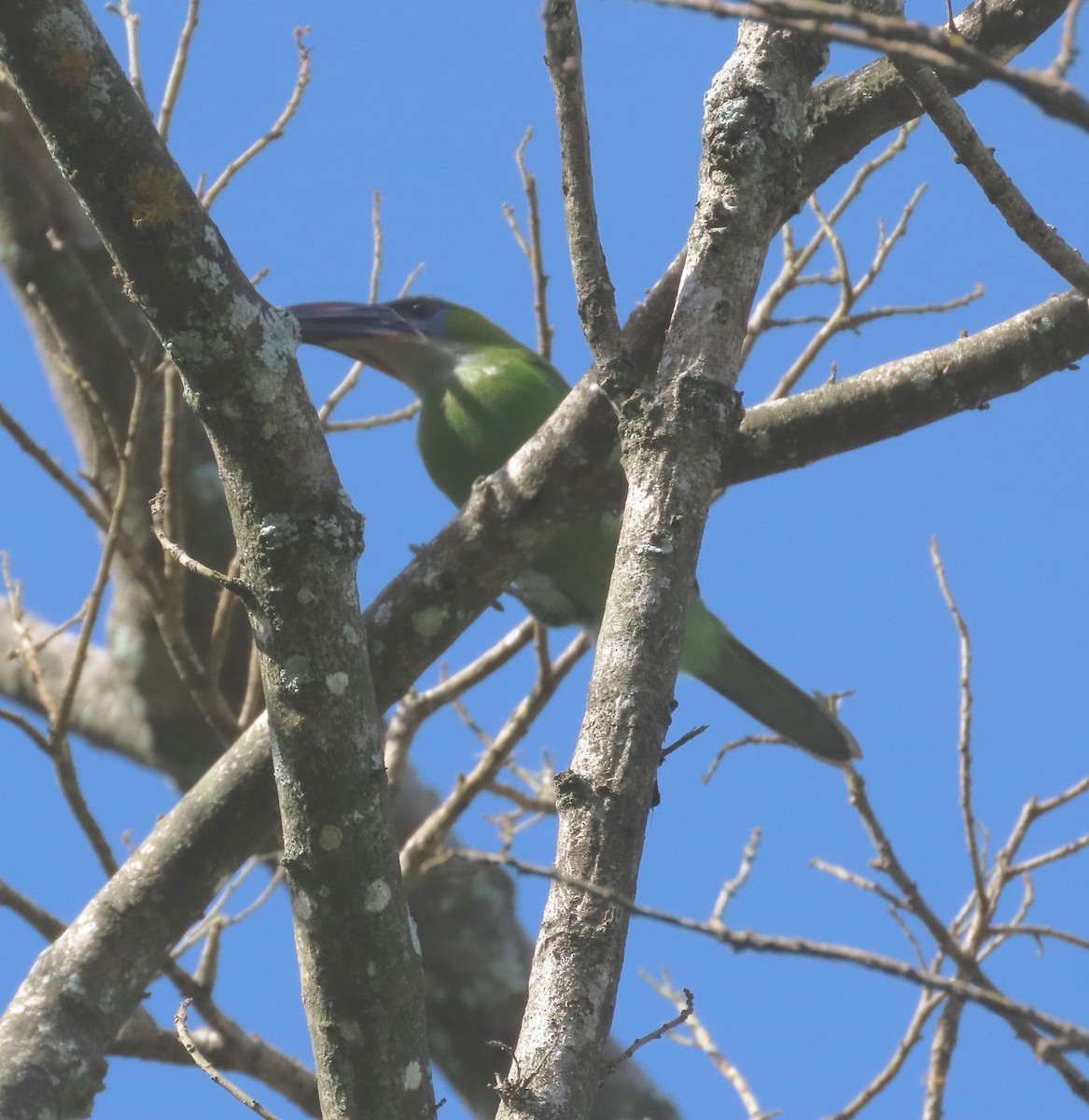Groove-billed Toucanet - ML612899232