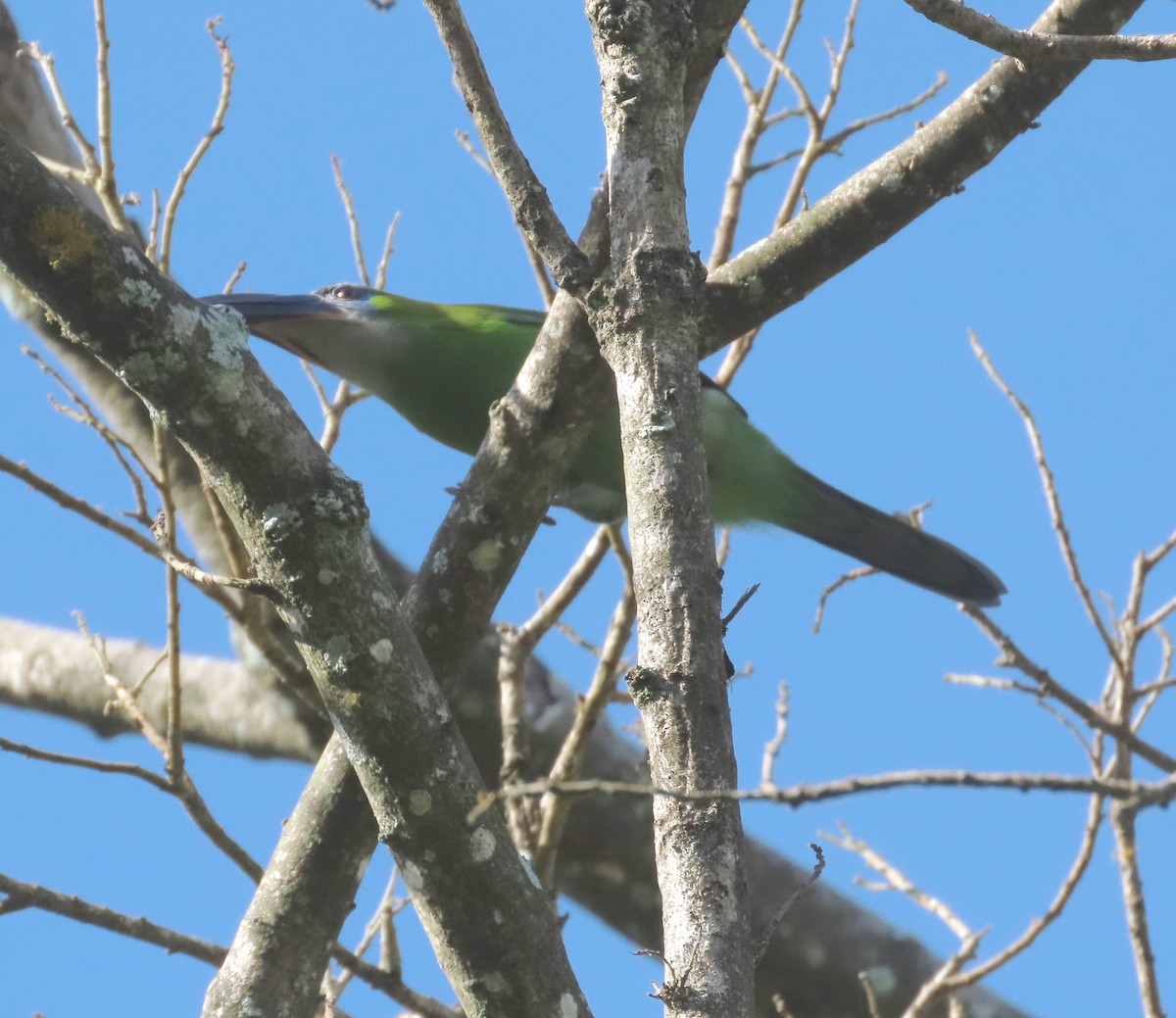 Groove-billed Toucanet - ML612899233
