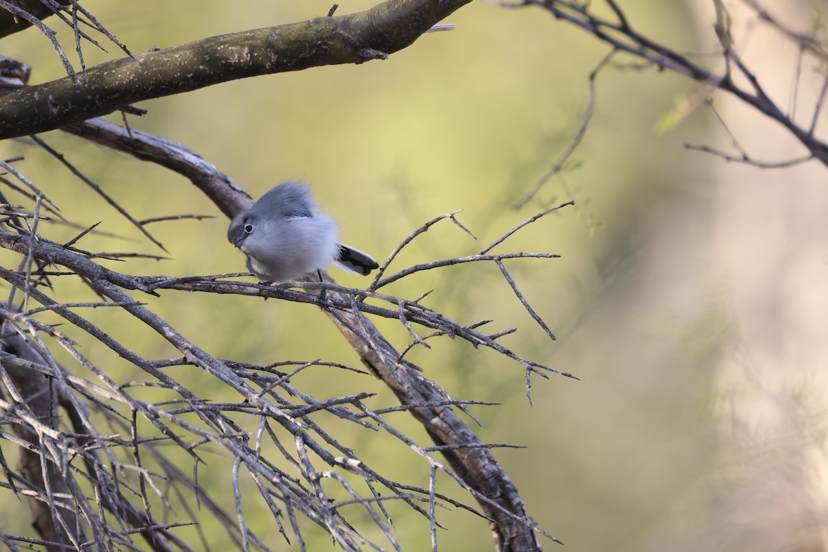 Black-tailed Gnatcatcher - Tracey Chan