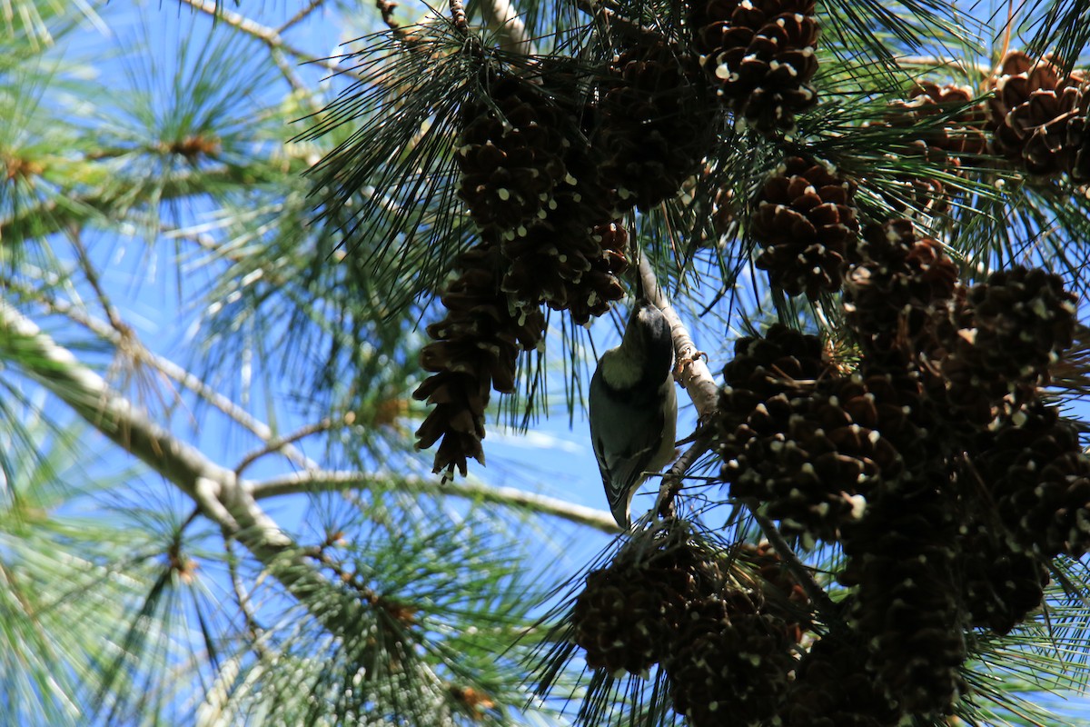 White-breasted Nuthatch - ML612899536