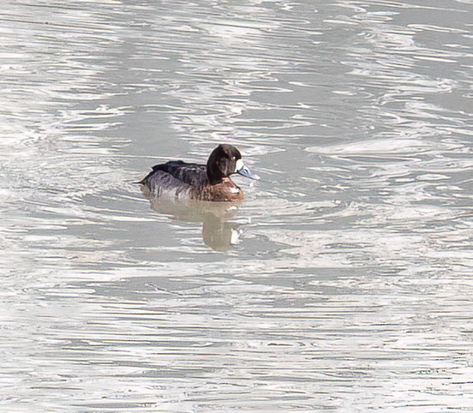 Greater Scaup - ML612899551