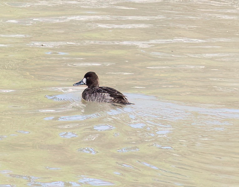 Greater Scaup - ML612899552