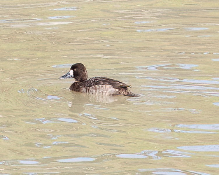 Greater Scaup - ML612899553