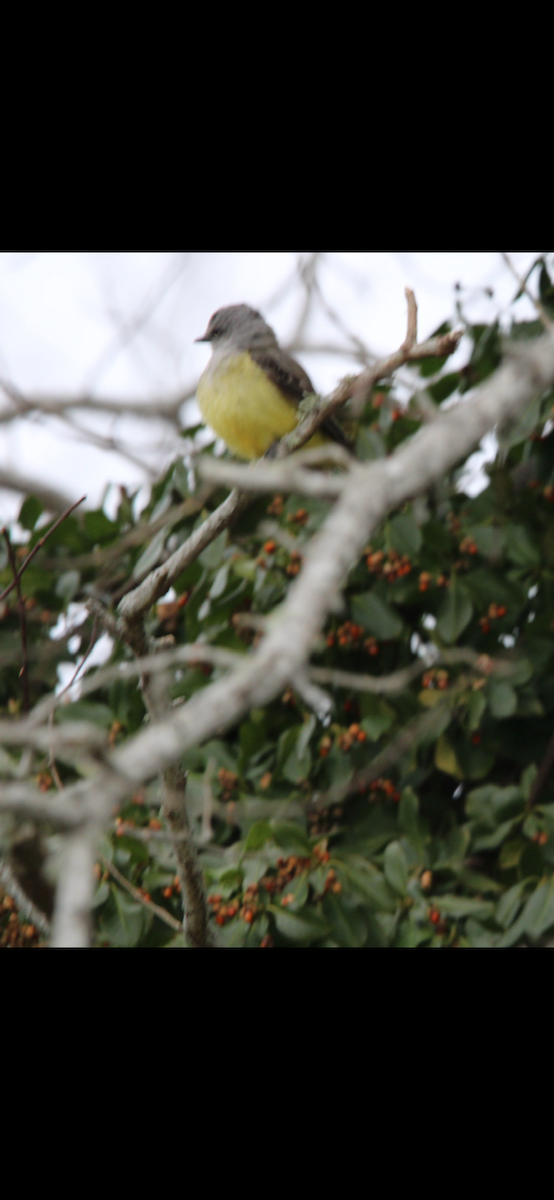 eBird Checklist 31 Dec 2023 Cape Cod National SeashoreSalt Pond