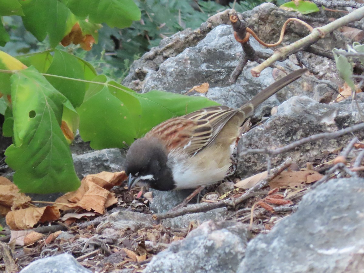 Black-chested Sparrow - ML612899630