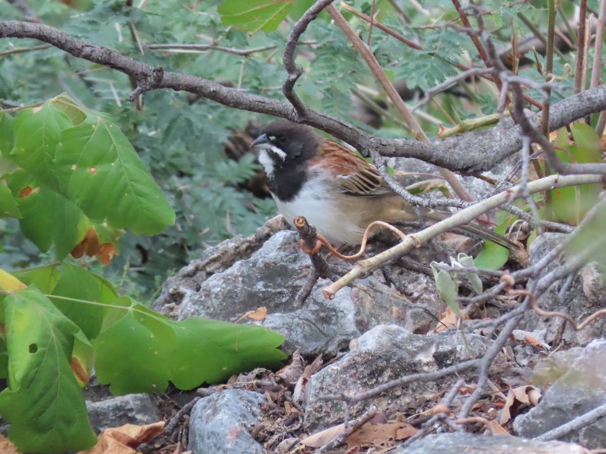 Black-chested Sparrow - Annamaria Savarino