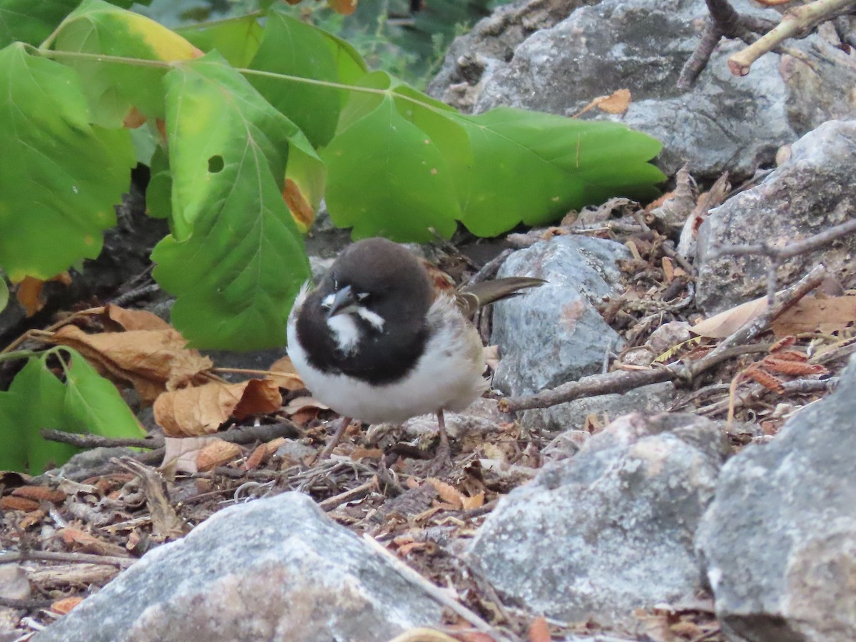 Black-chested Sparrow - ML612899632
