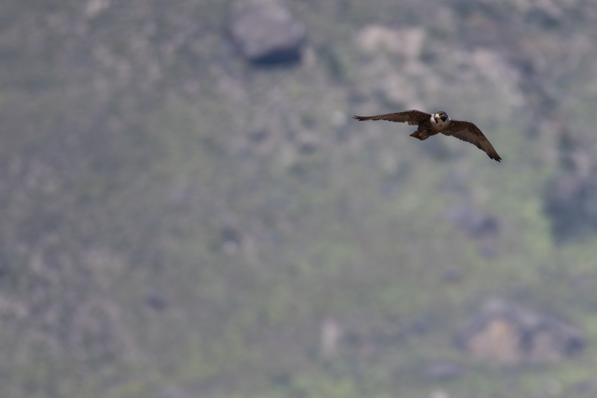 Peregrine Falcon (South American) - Rajan Rao