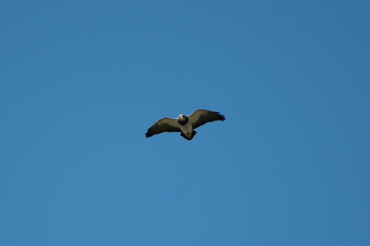 Black-chested Buzzard-Eagle - Rajan Rao