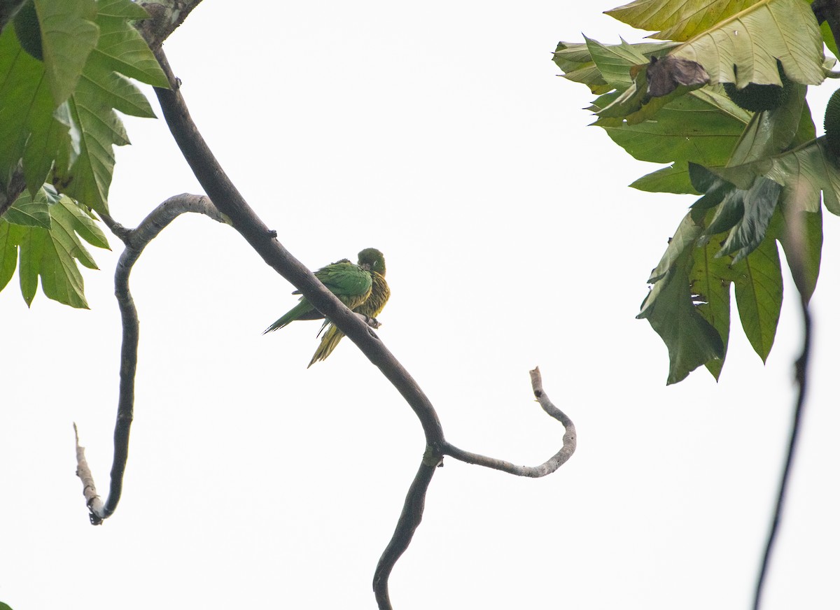 Olive-throated Parakeet - Aidan Powell