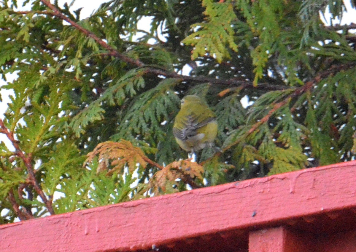 eBird Checklist 31 Dec 2023 Steve's House 20 species