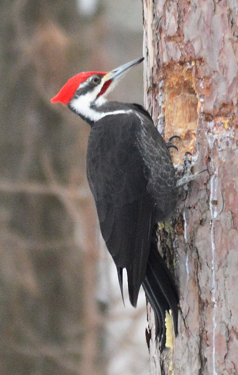Pileated Woodpecker - Vicki Buchwald