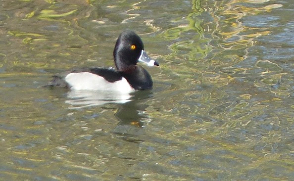 Ring-necked Duck - ML612899885