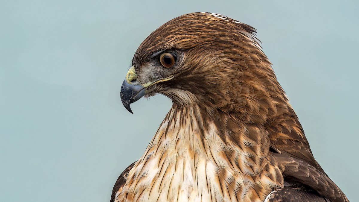 Red-tailed Hawk - ML612899892