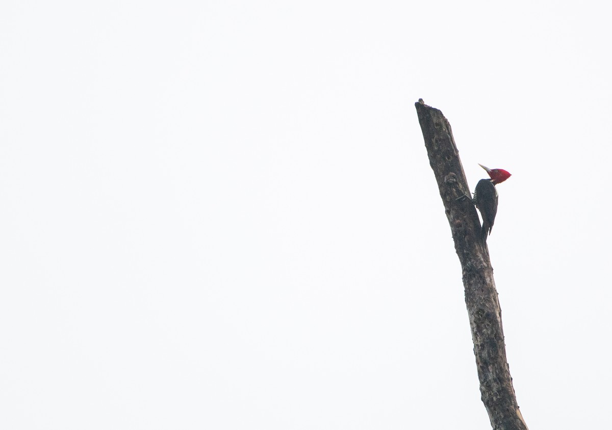 Pale-billed Woodpecker - Aidan Powell