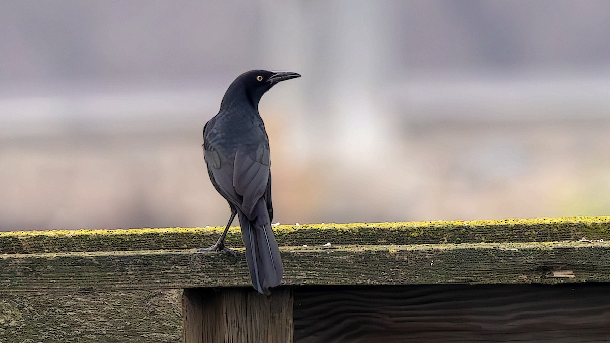 Great-tailed Grackle - ML612900026