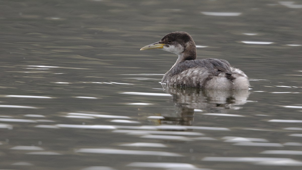 Red-necked Grebe - ML612900626