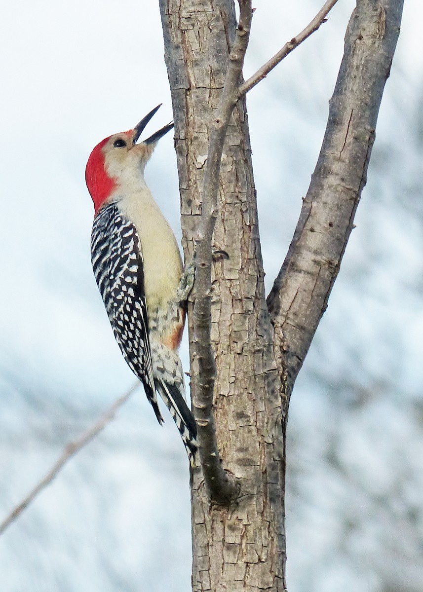 Red-bellied Woodpecker - Glenda Keilstrup