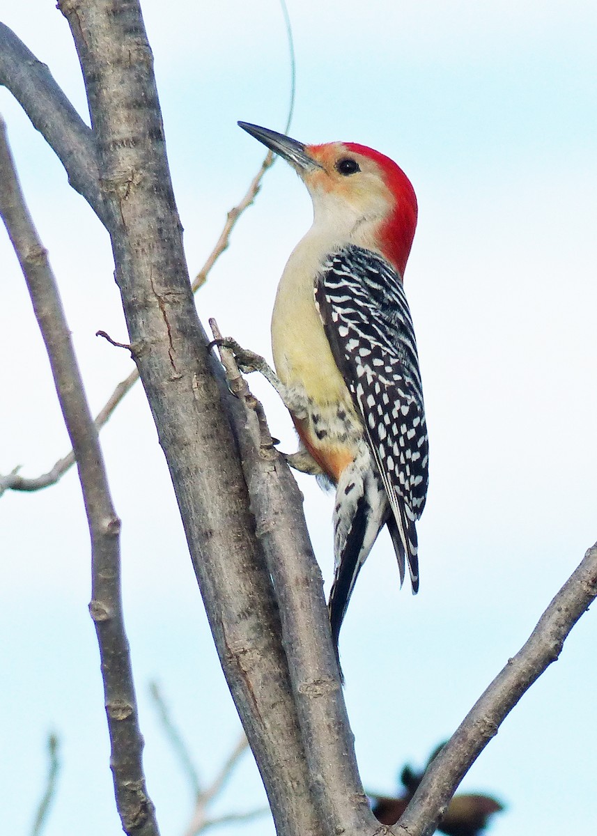 Red-bellied Woodpecker - ML612900633