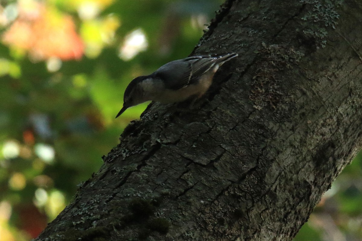 White-breasted Nuthatch - ML612900843