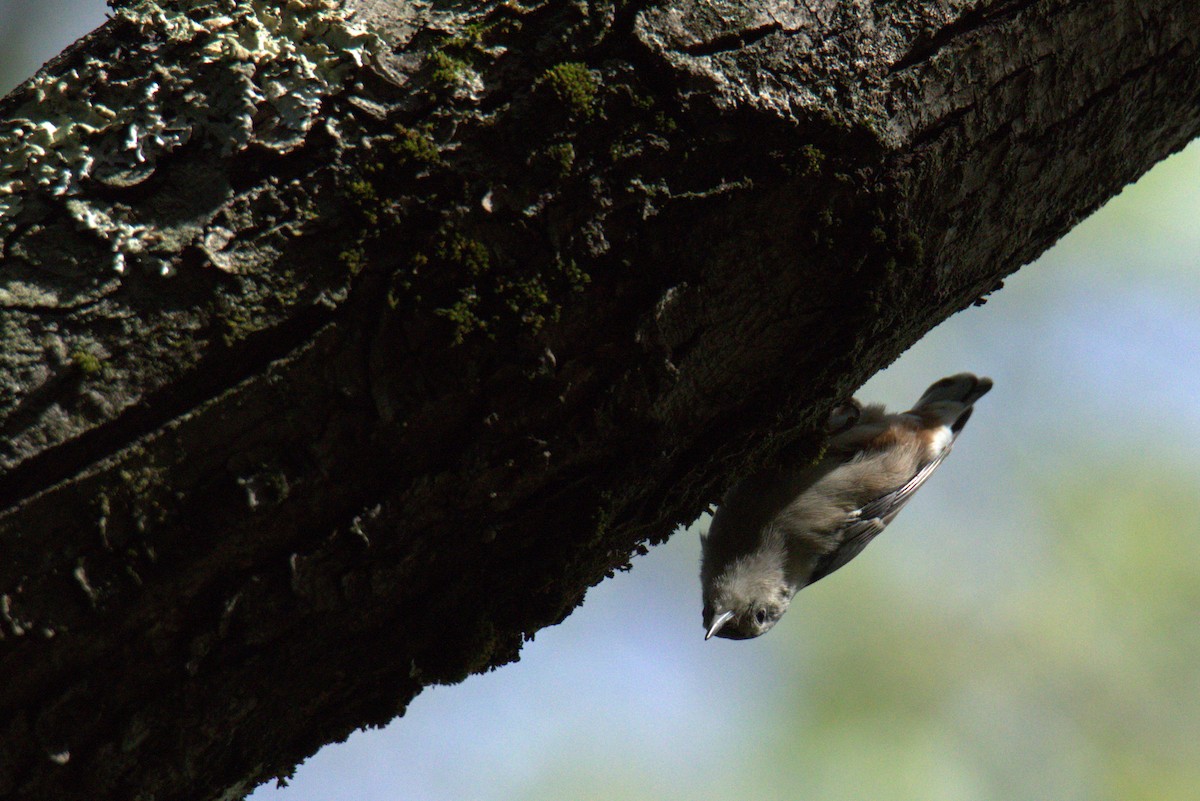 White-breasted Nuthatch - ML612900946