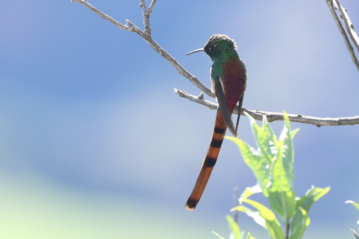 Red-tailed Comet - ML612901180