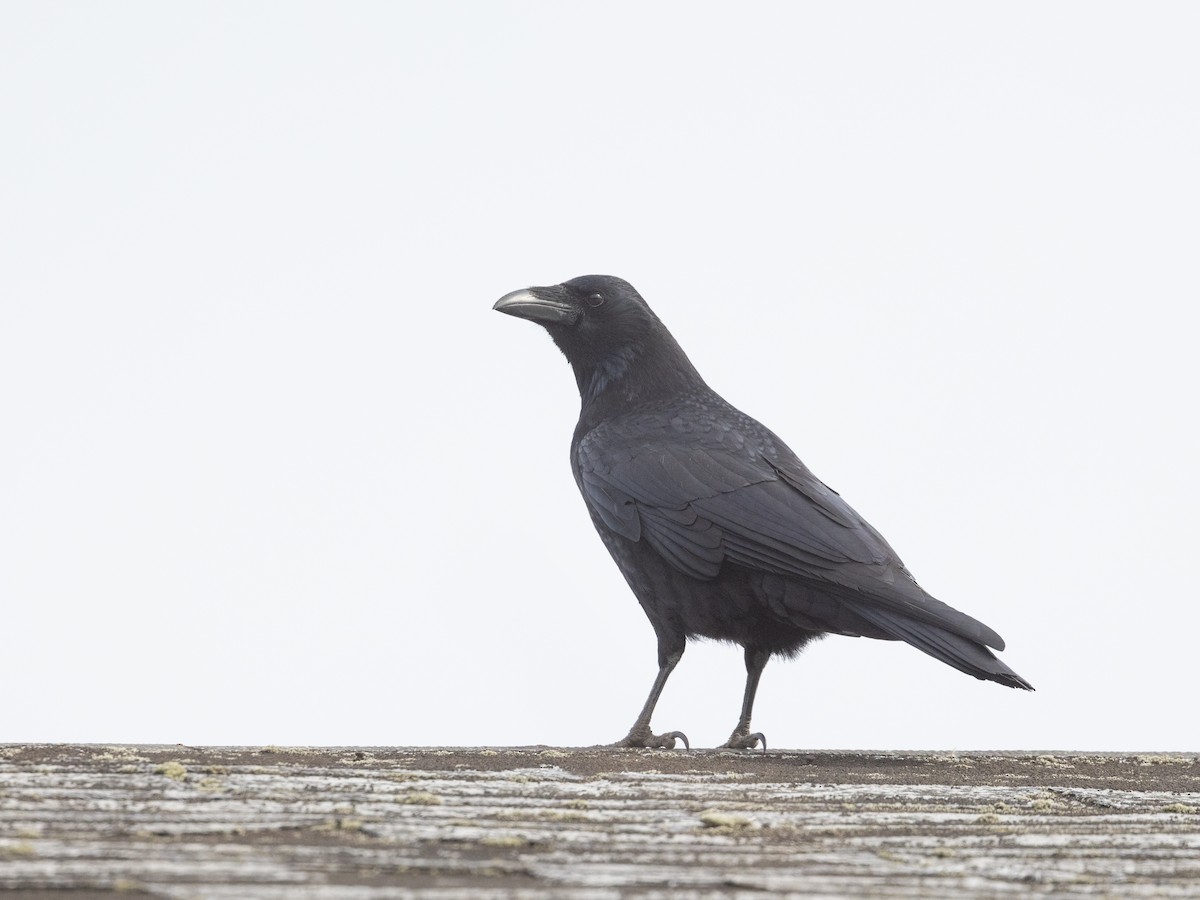 Large-billed Crow - ML612901265