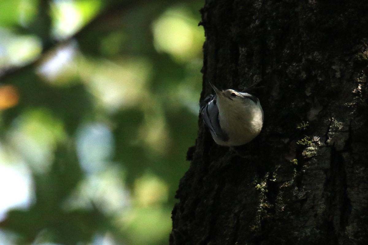 White-breasted Nuthatch - ML612901285