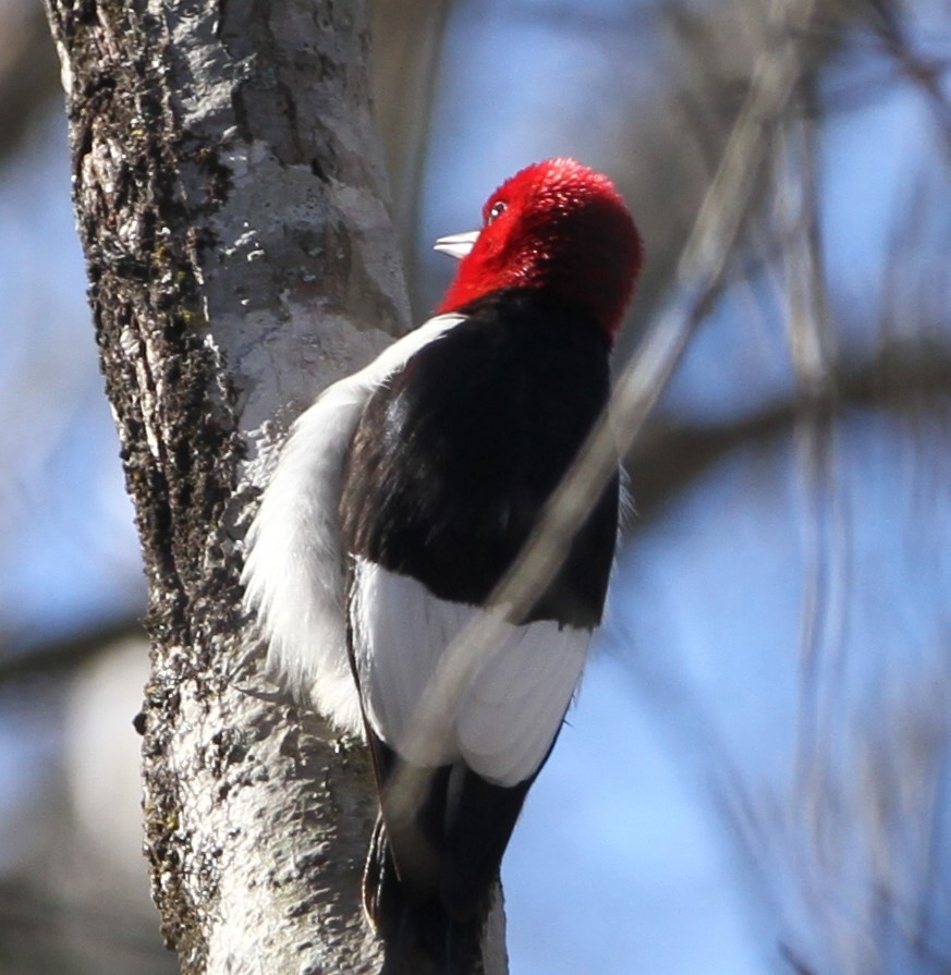 Red-headed Woodpecker - ML612901774
