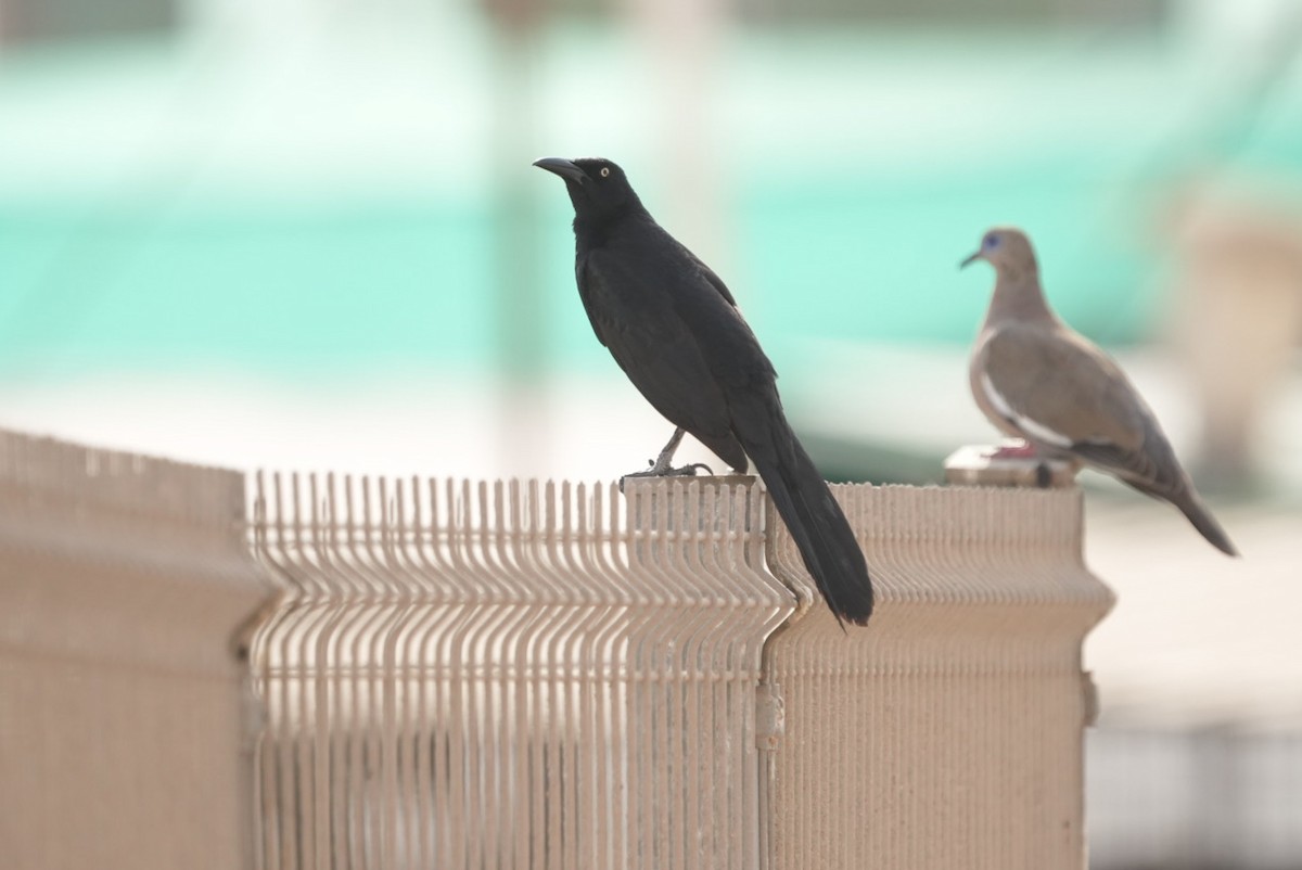 Great-tailed Grackle - ML612901875