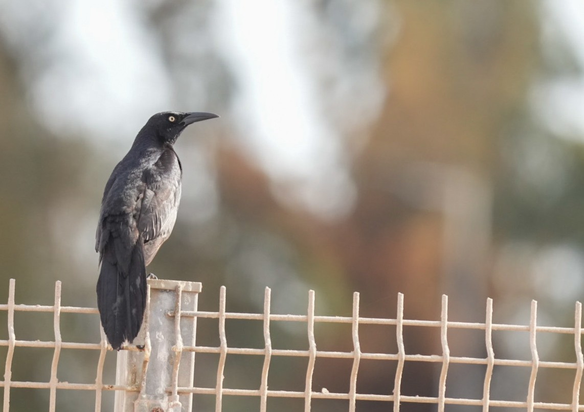 Great-tailed Grackle - ML612901876