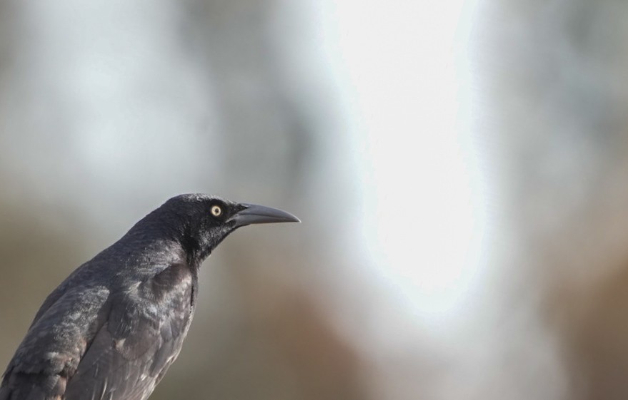 Great-tailed Grackle - ML612901880