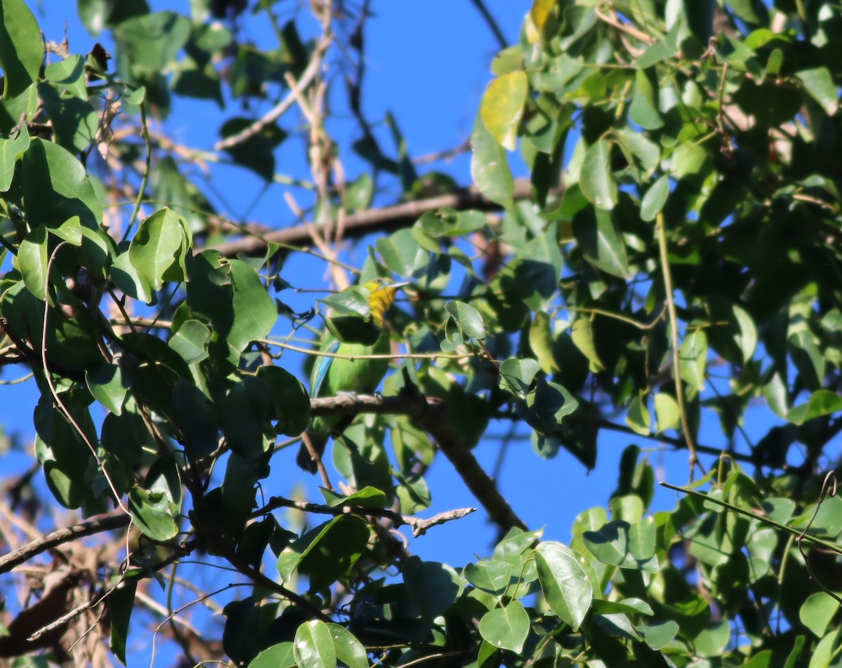 Yellow-throated Leafbird - ML612901920