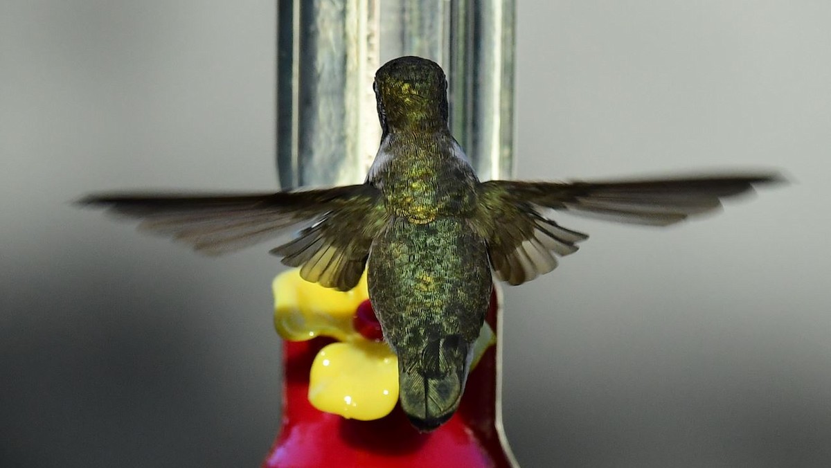 Ruby-throated Hummingbird - Keith Bartels