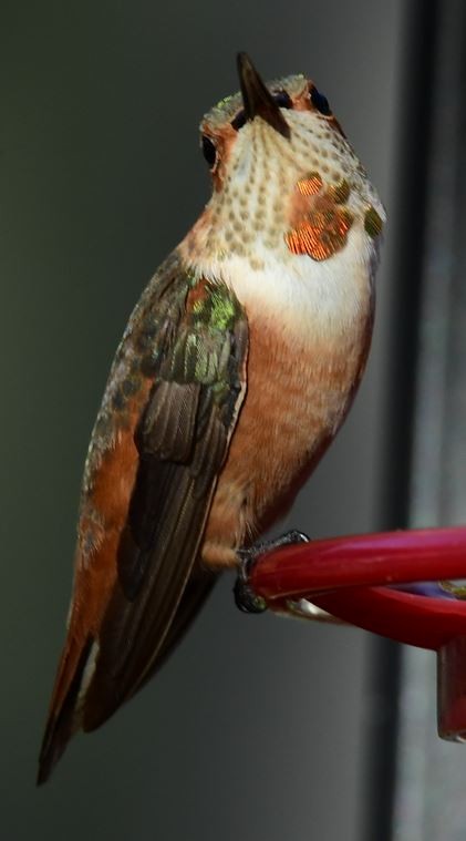 Rufous/Allen's Hummingbird - ML612902501