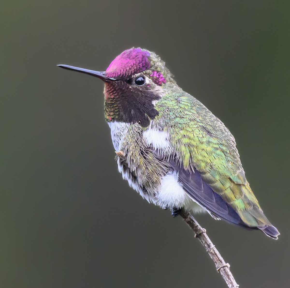 Anna's Hummingbird - ML612902621