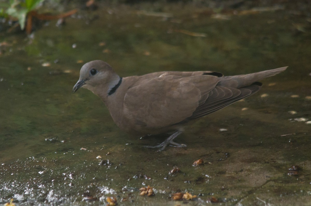 Red Collared-Dove - ML612903626